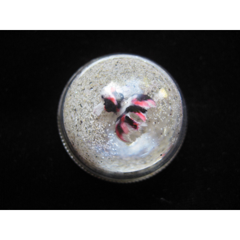 RING dome, black and white fish, on mobile sand background